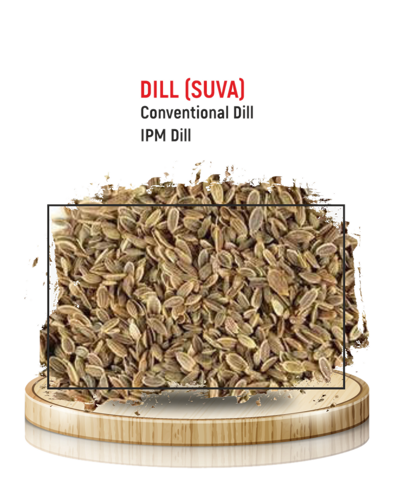 Dill Seeds (Suva)